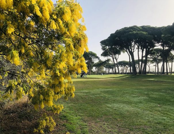mimosa_golf_old_course