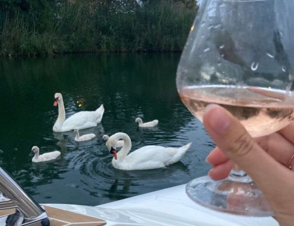 cygnes au bord de la Siagne et rosé