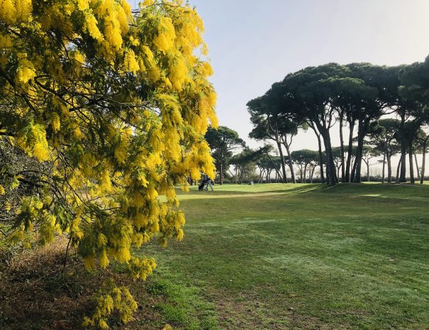 golf_mimosa