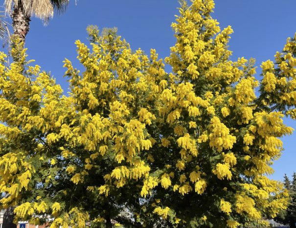 mimosa-arbre