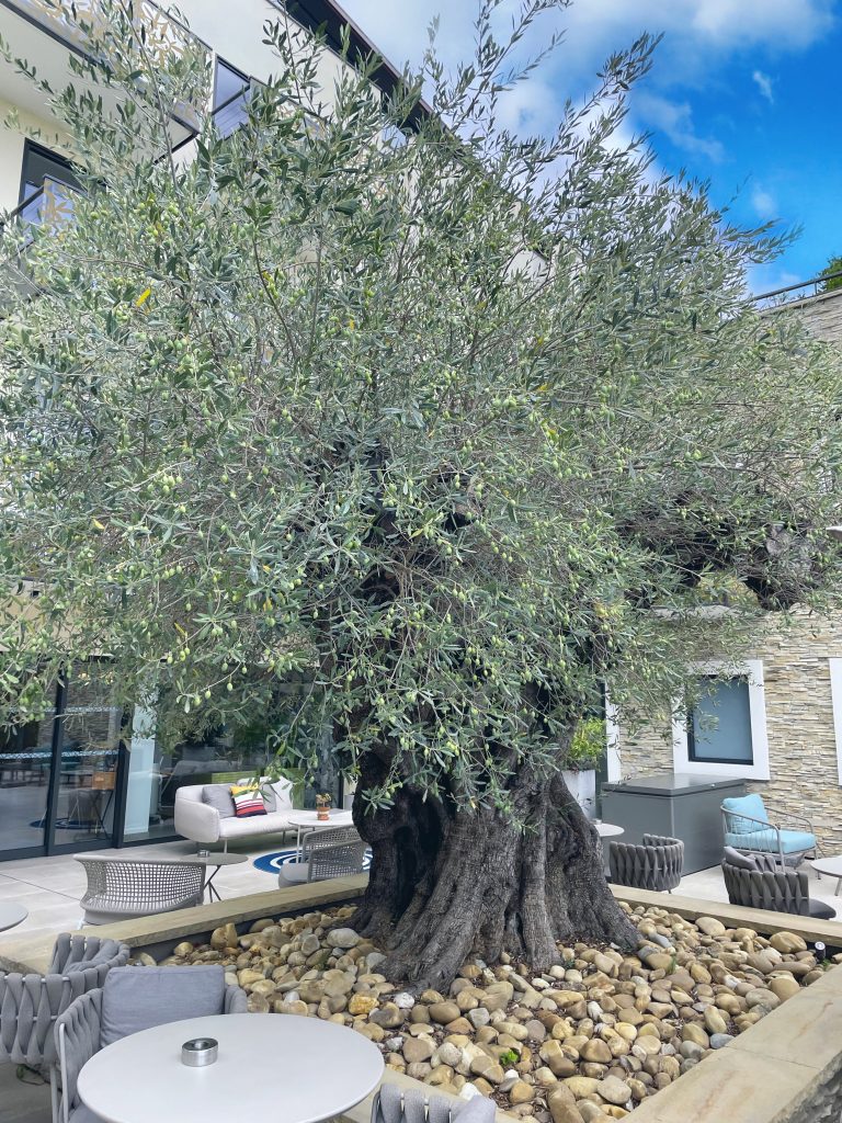 L'olivier huit-centenaire et ses olives septembre 2024