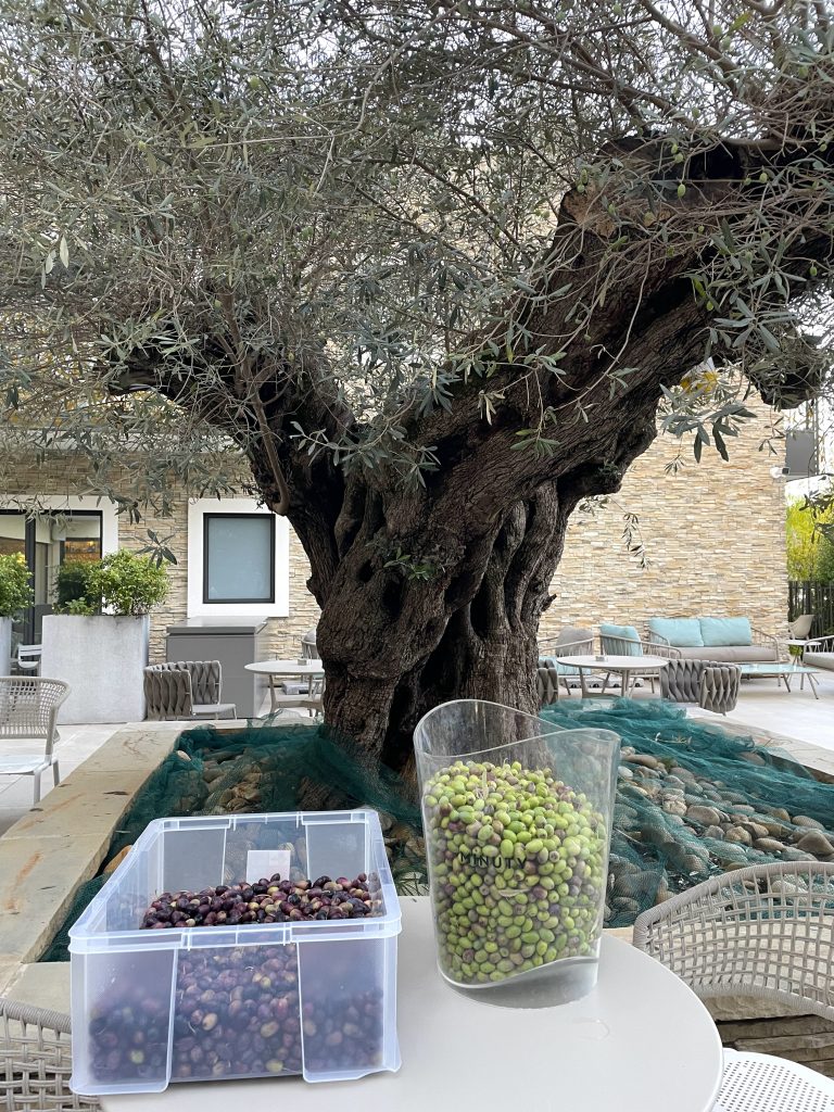 L'olivade à l'hôtel Îlot Du Golf: étape 3