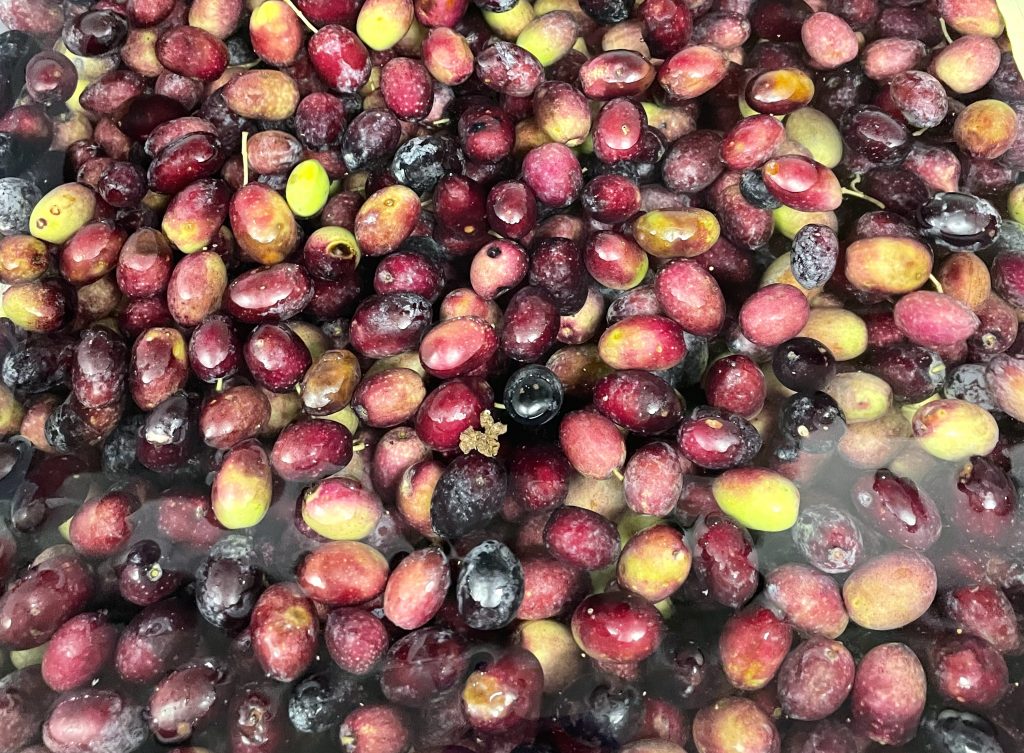 L'olivade à l'hôtel Îlot Du Golf: la récolte est bonne!